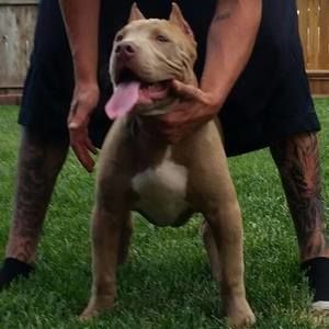 Meet your Posher, Douglas